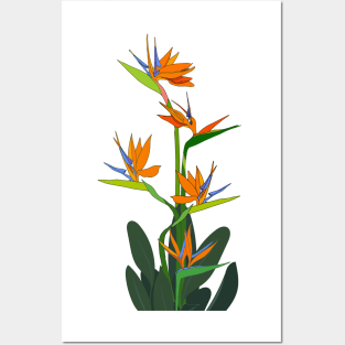 flowers Strelitzia tropical south africa flower Posters and Art